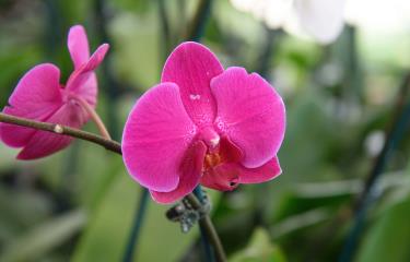 Jardín Botánico tiene exposición de orquídeas - Diario Libre